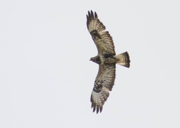 Rough-legged Buzzard (Fjllvrk) Buteo lagopus