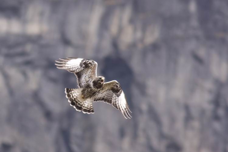 Rough-legged Buzzard (Fjllvrk) Buteo lagopus