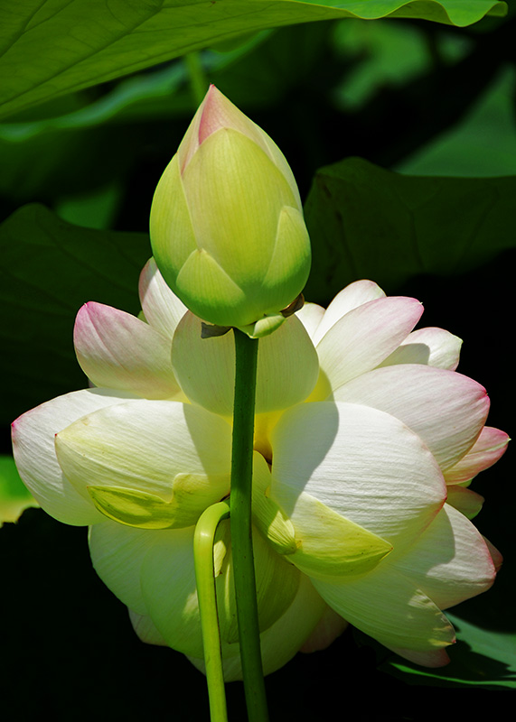 nk_007929a.jpg