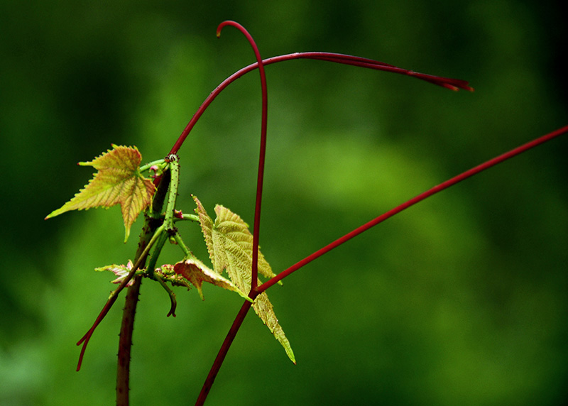 gsmnp1_010660a.jpg