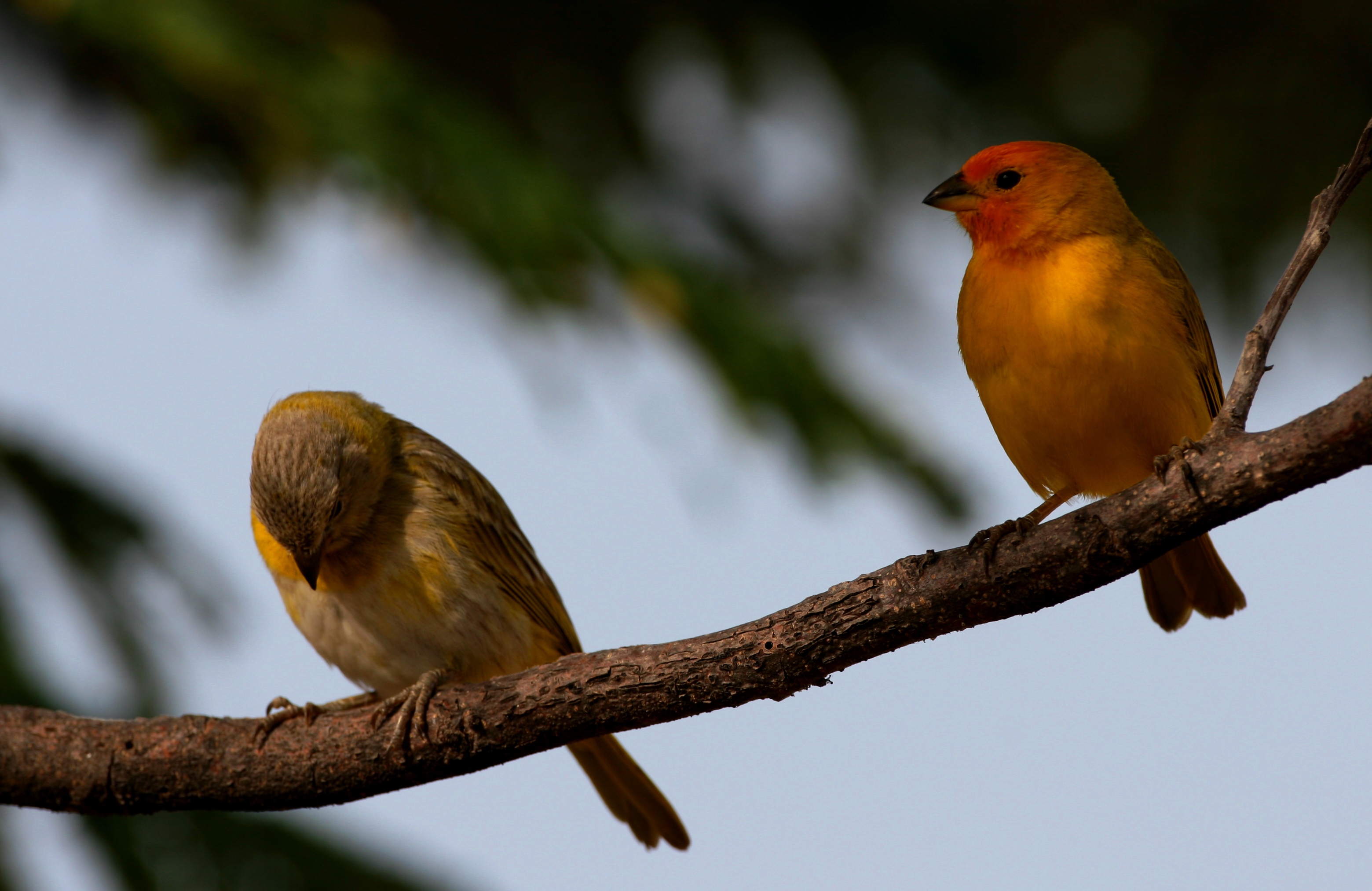 Saffron Finch