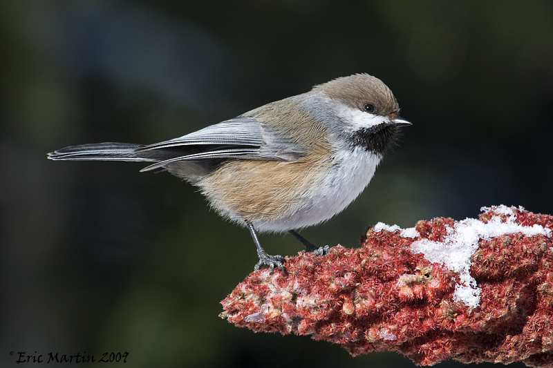 Msange  tte Brune / Boreal Chickadee