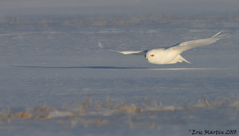 Harfang des Neiges / Snowy Owl