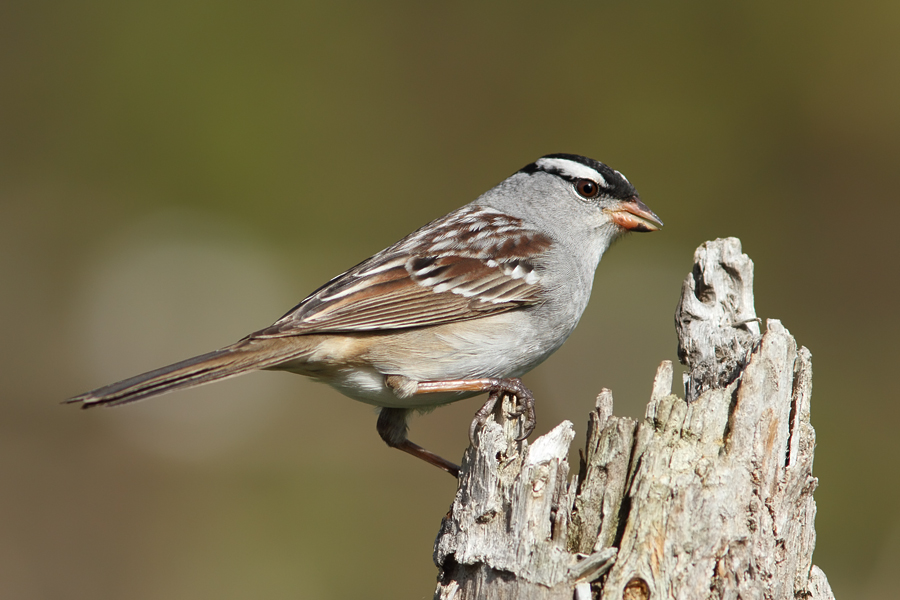 Bruant  couronne blanche / White crowned Sparrow