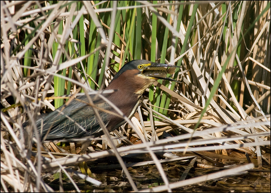 Green Heron