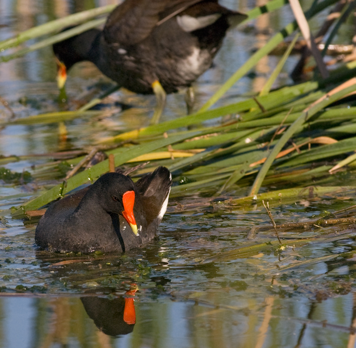 Common Gallinule