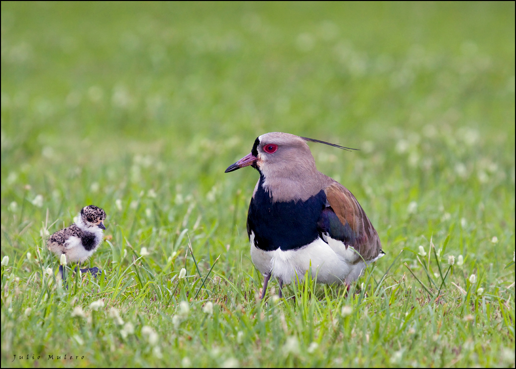 Southern Lapwing