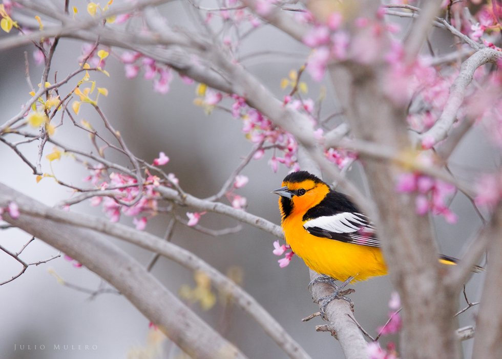 Bullocks Oriole