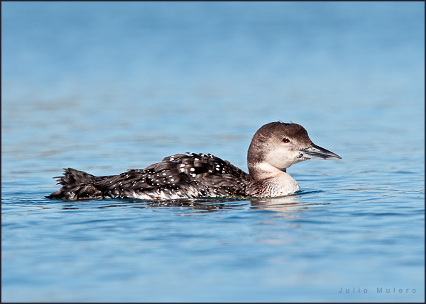 Common Loon