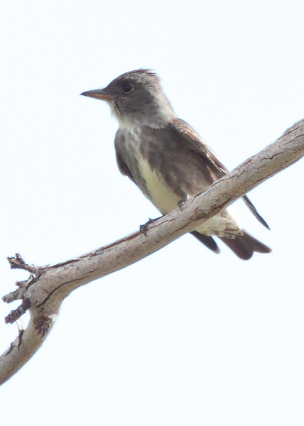 Olive-sided Flycatcher