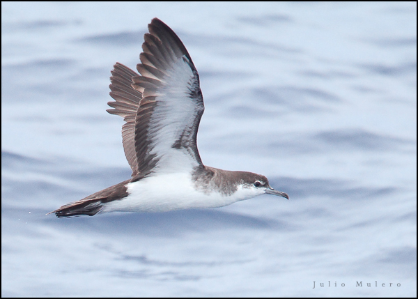 Audubons Shearwater