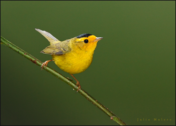 Wilsons Warbler