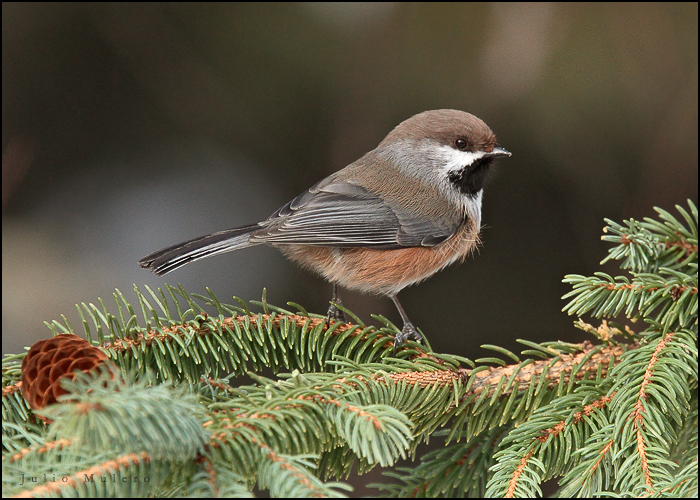 Boreal Chickadee