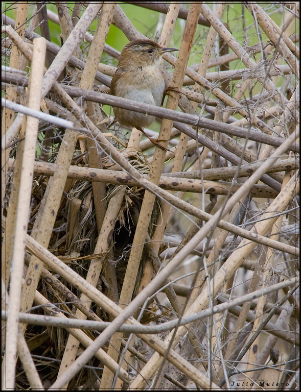 Marsh Wren and its nest.