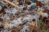 Bits of soft coral washed ashore