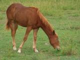 Grazing Horse