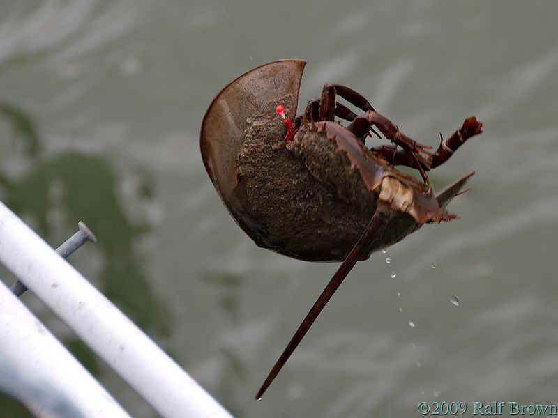 This horseshoe crab got caught in the fishing line
