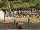 lots of deer in the park