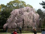 everyone's out to see the cherry trees