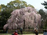 everyone's out to see the cherry trees