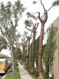 Solana Beach