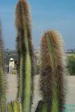 Hairy Cactus 1