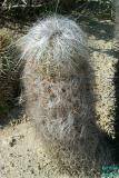 Hairy Cactus 2