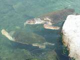 Loggerhead Turtles