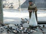 Feeding the Pigeons