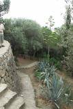 Big Yucca Plant