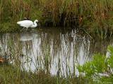 Egret