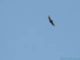 DSC08422.jpg