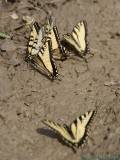 DSC08440.jpg