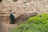 Peahen