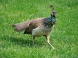 Another peahen
