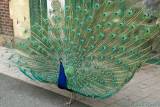 Peacock displaying