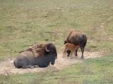 Bison family