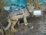 Black-Backed Jackal