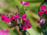 Hummingbird Moth (aka Clearwing Moth)