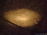 Trilobite