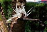 Bird of Paradise in white