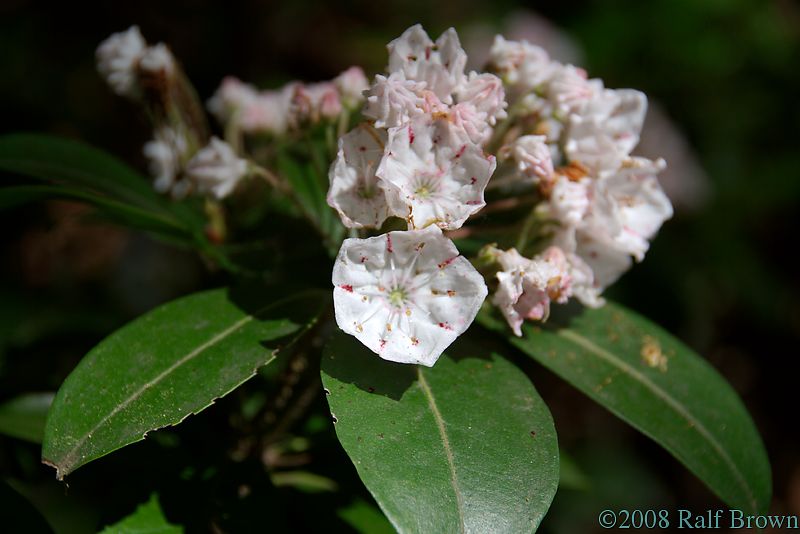 Mountain Laurel