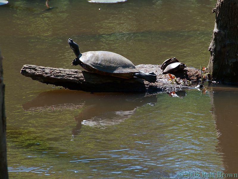 Turtles sunning