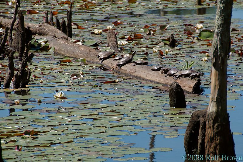 Turtles sunning