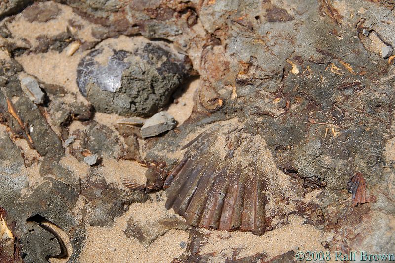 2008-05-25 Fossil