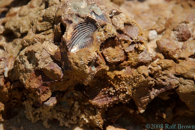 Fossil impressions