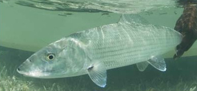 NRP Bonefish Release