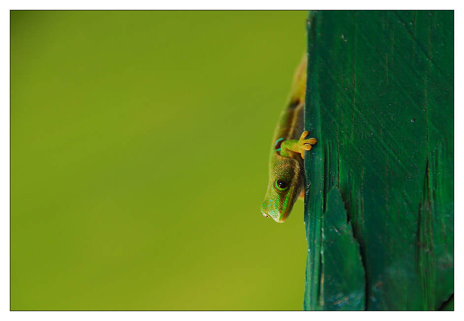 DSC_2558-Edit.JPG