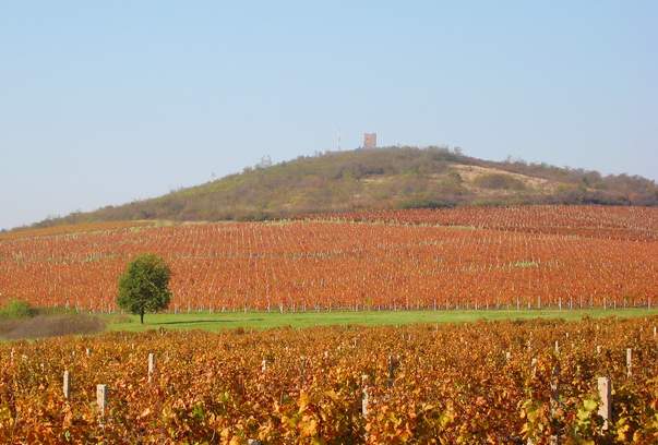 Vineyard
