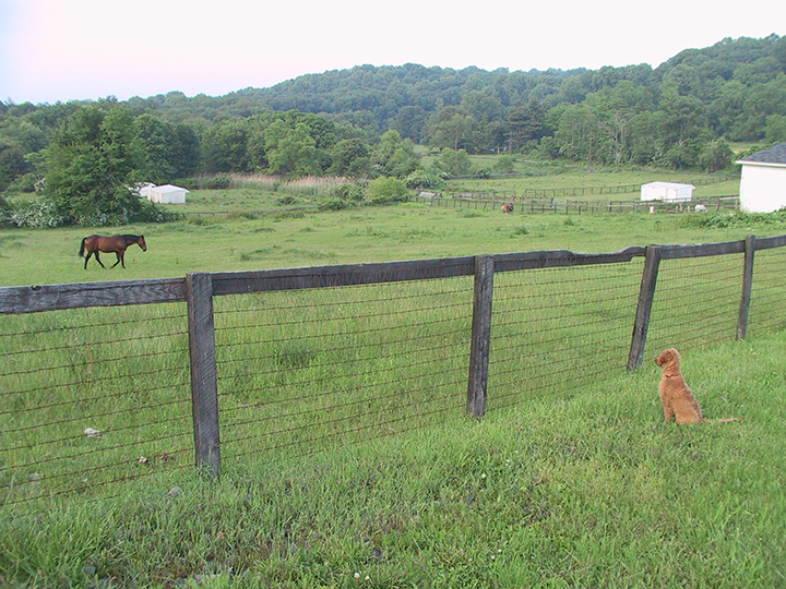Amber learns from horses.jpg